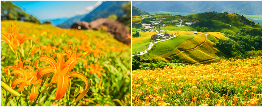 六十石山金針花海